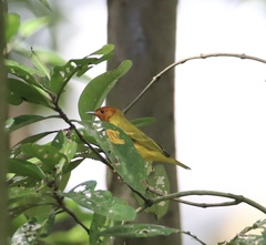 Setophaga petechia aequatorialis