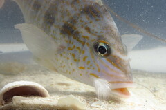 Orthopristis chrysoptera