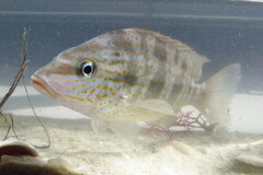 Orthopristis chrysoptera