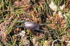 Leucoraja erinaceus