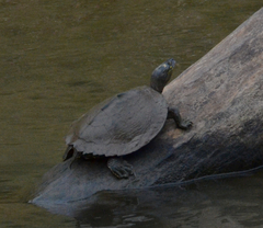 Graptemys ouachitensis