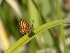 Lycaena edna
