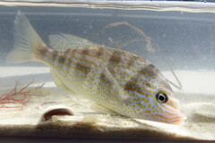 Orthopristis chrysoptera