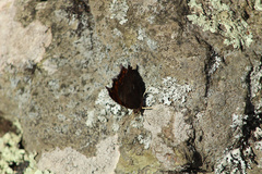 Polygonia