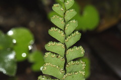 Adiantum diaphanum
