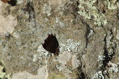 Polygonia