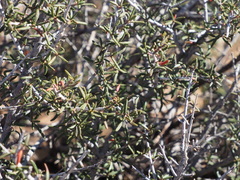Cercocarpus intricatus