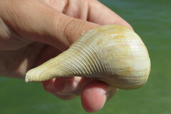 Fulguropsis pyruloides