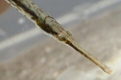 Syngnathus louisianae