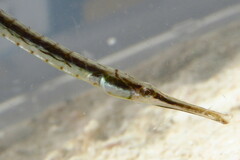 Syngnathus louisianae