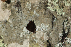 Polygonia