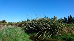 Phormium tenax