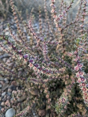 Salsola tragus
