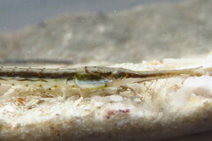 Syngnathus louisianae