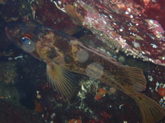 Sebastes caurinus