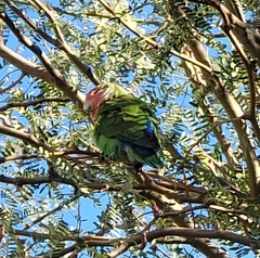 Agapornis roseicollis