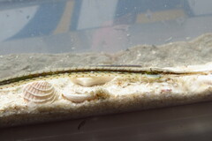 Syngnathus louisianae