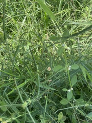 Alternanthera ficoidea