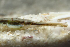Syngnathus louisianae