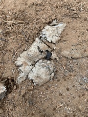 Trogidae