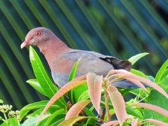 Patagioenas flavirostris