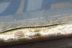 Syngnathus louisianae