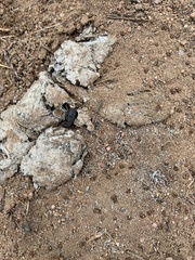 Trogidae