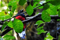 Trogon surrucura