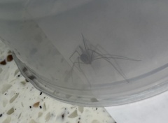 Physocyclus globosus
