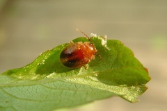 Prionocyphon limbatus