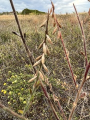 Oenothera curtiflora