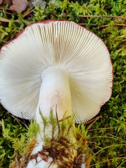 Russula paludosa