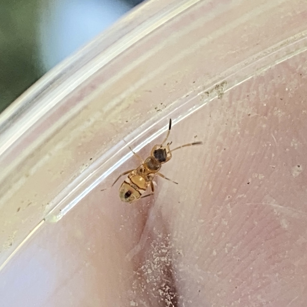 Winged and Once-winged Insects from N Garden Ridge Blvd, Lewisville, TX ...