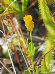 Polygala rugelii