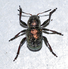 Macrocoma cylindrica