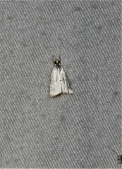Argyria gonogramma