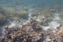 Mulloidichthys vanicolensis