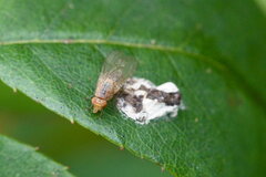 Ormia