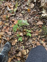 Agrimonia gryposepala