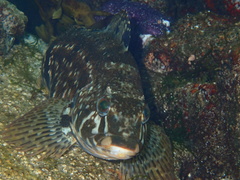 Hexagrammos stelleri
