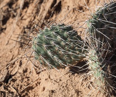 Opuntia polyacantha