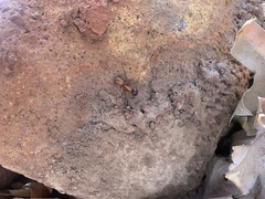 Camponotus sansabeanus