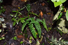 Adiantum diaphanum