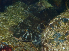 Hexagrammos stelleri