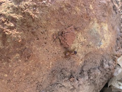 Camponotus sansabeanus