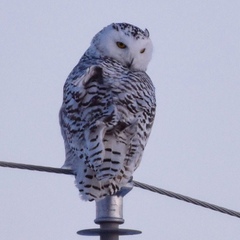 Bubo scandiacus