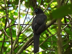 Trogon melanocephalus