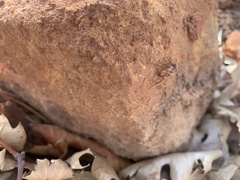 Camponotus sansabeanus