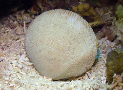 Scutarcopagia scobinata