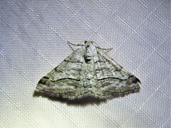Digrammia continuata